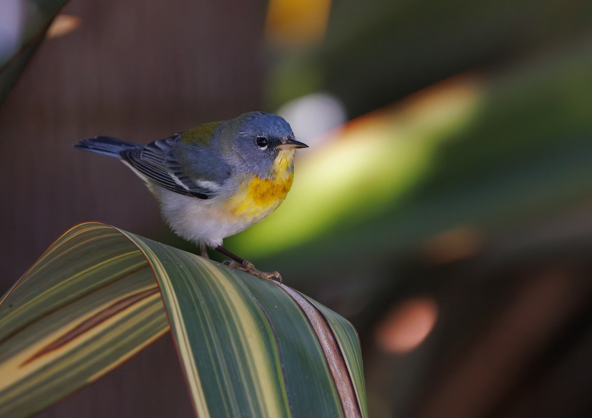 Northern Parula - ML632181365