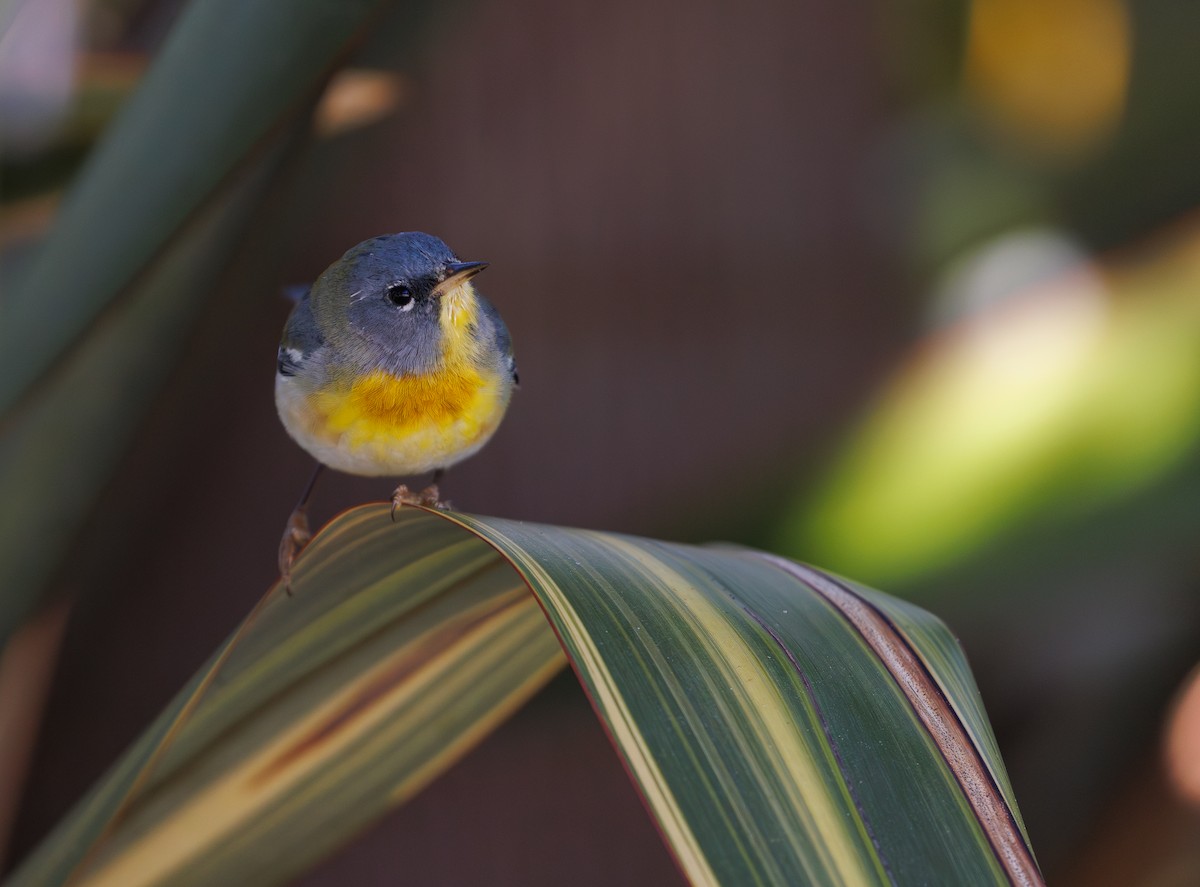Northern Parula - ML632181366