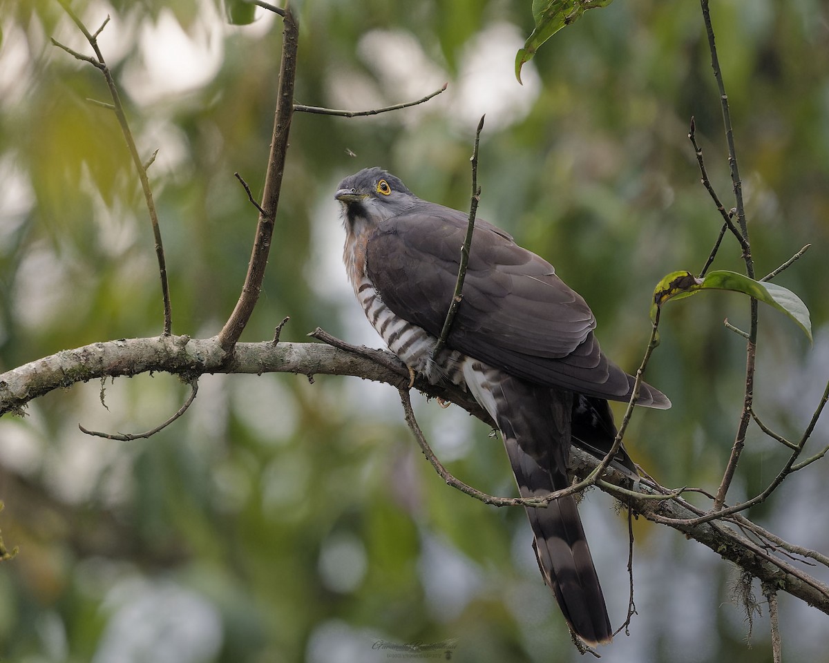 Large Hawk-Cuckoo - ML632181426