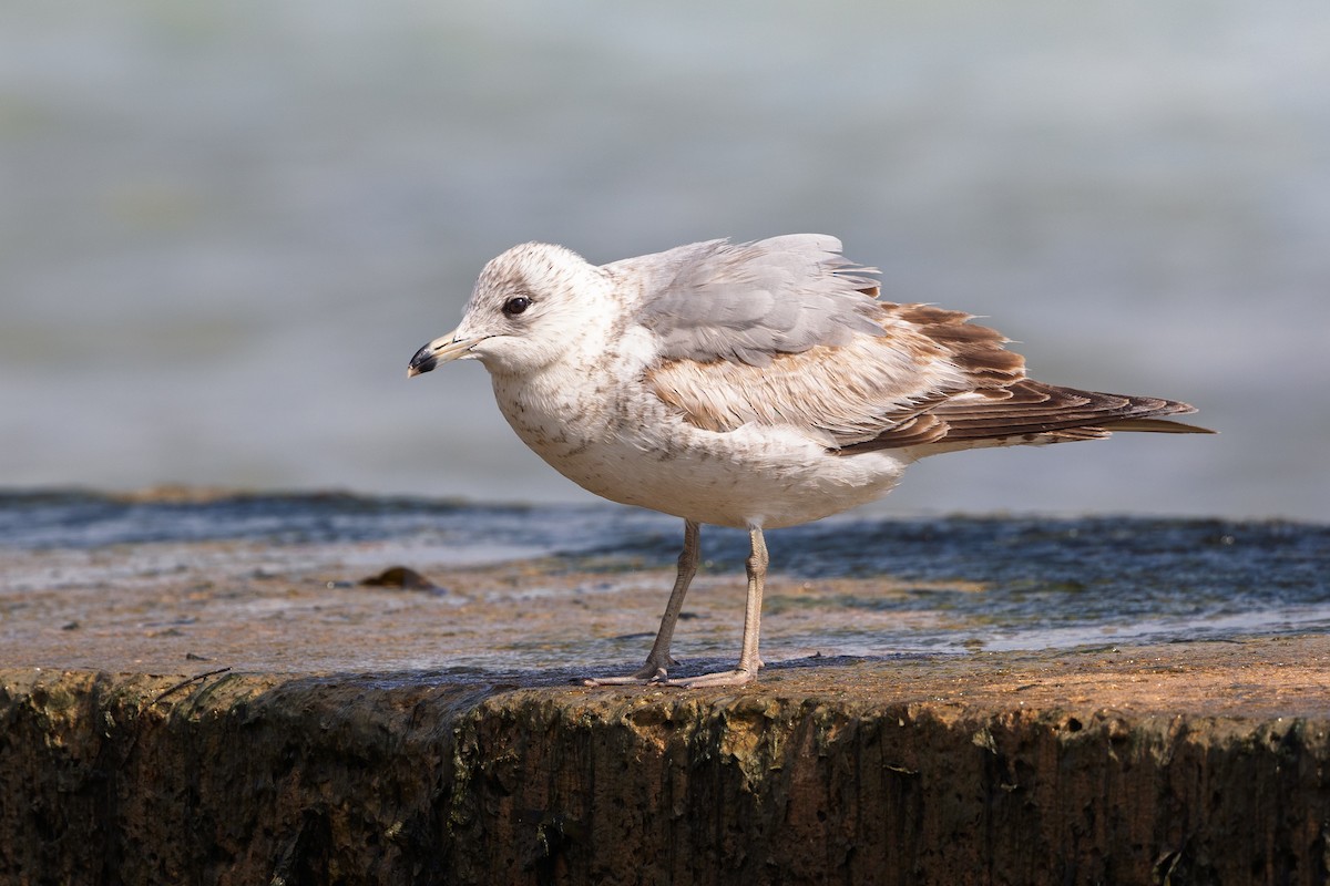 Ring-billed Gull - ML632181491
