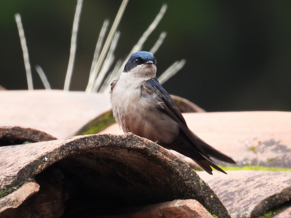 Brown-bellied Swallow - ML632181636