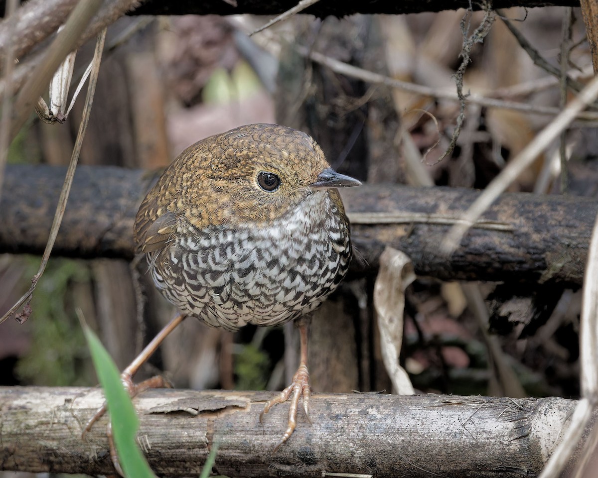 Scaly-breasted Cupwing (Himalayan) - ML632181654