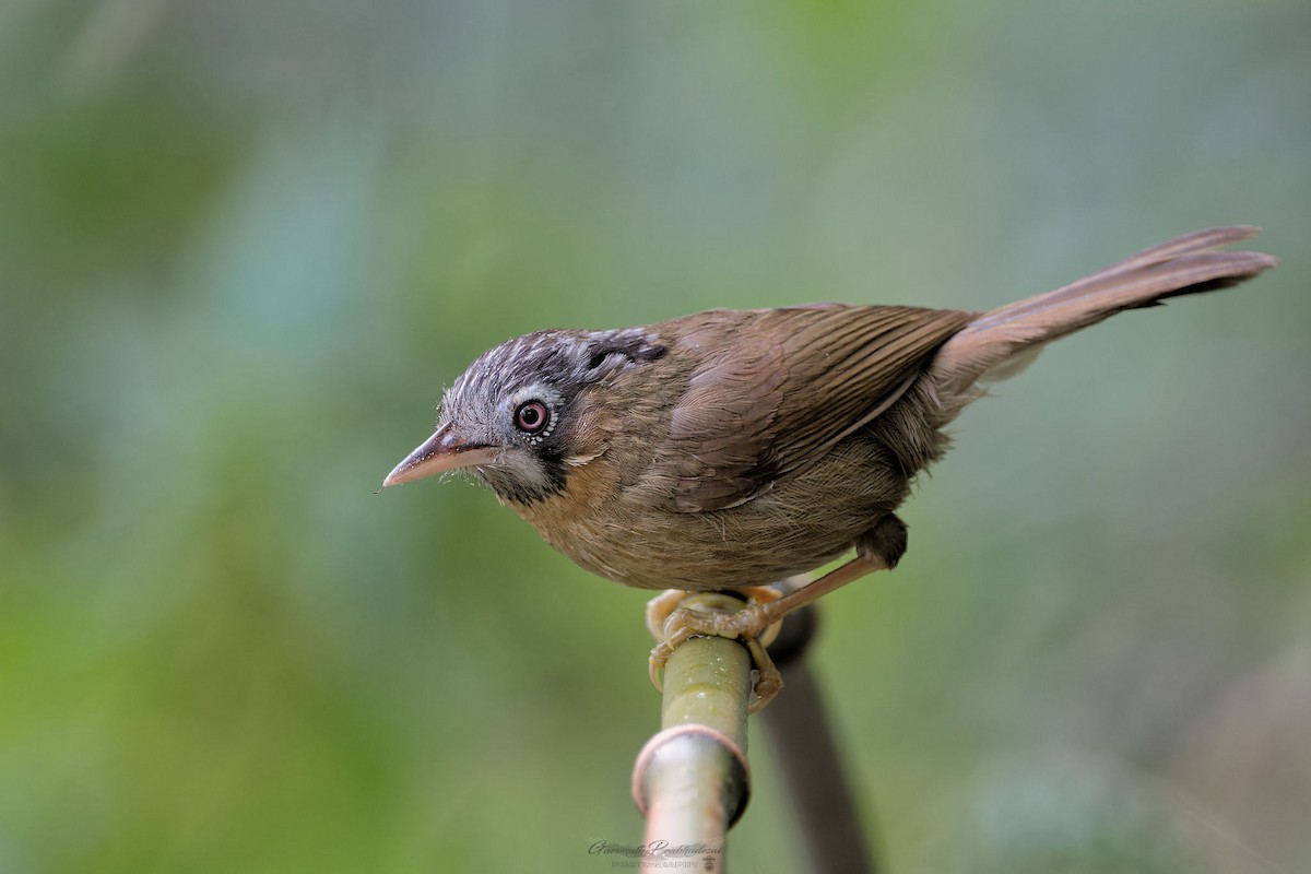 Gray-throated Babbler - ML632181745