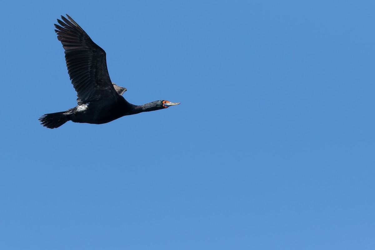 Red-faced Cormorant - ML632181805