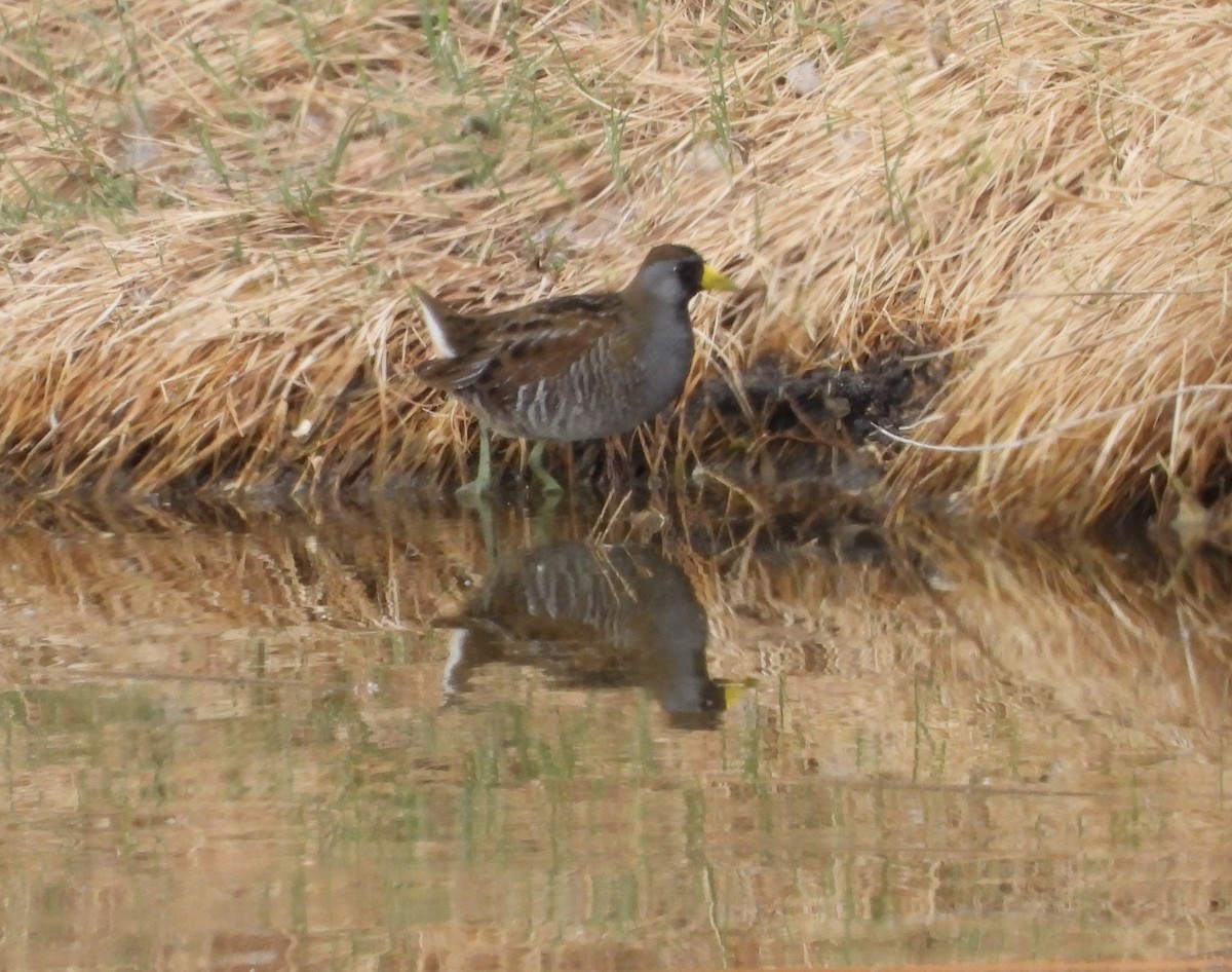 Sora - ML632181852