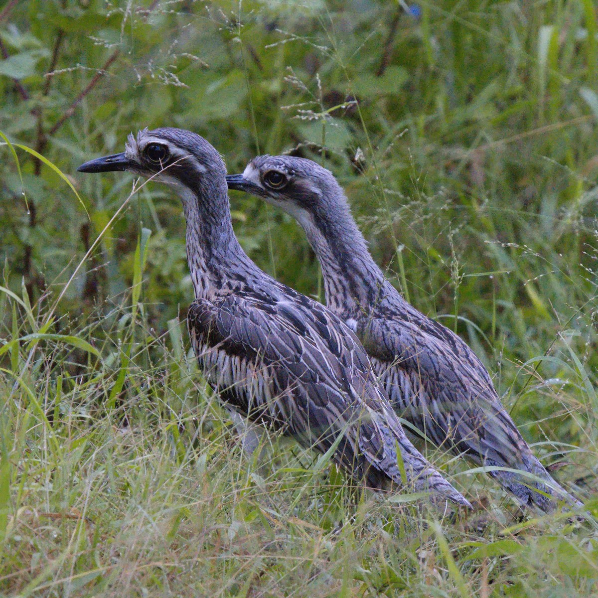 Bush Thick-knee - ML632181861