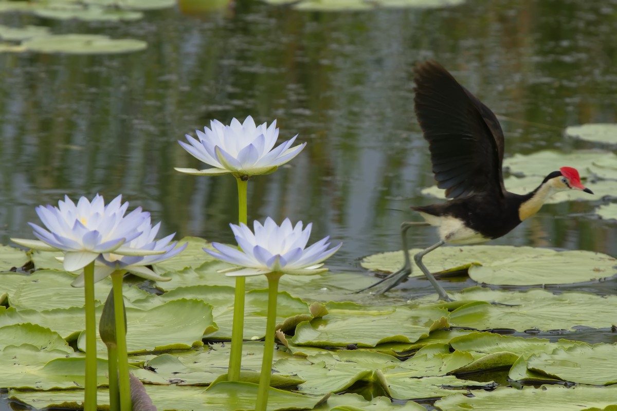 Comb-crested Jacana - ML632181940