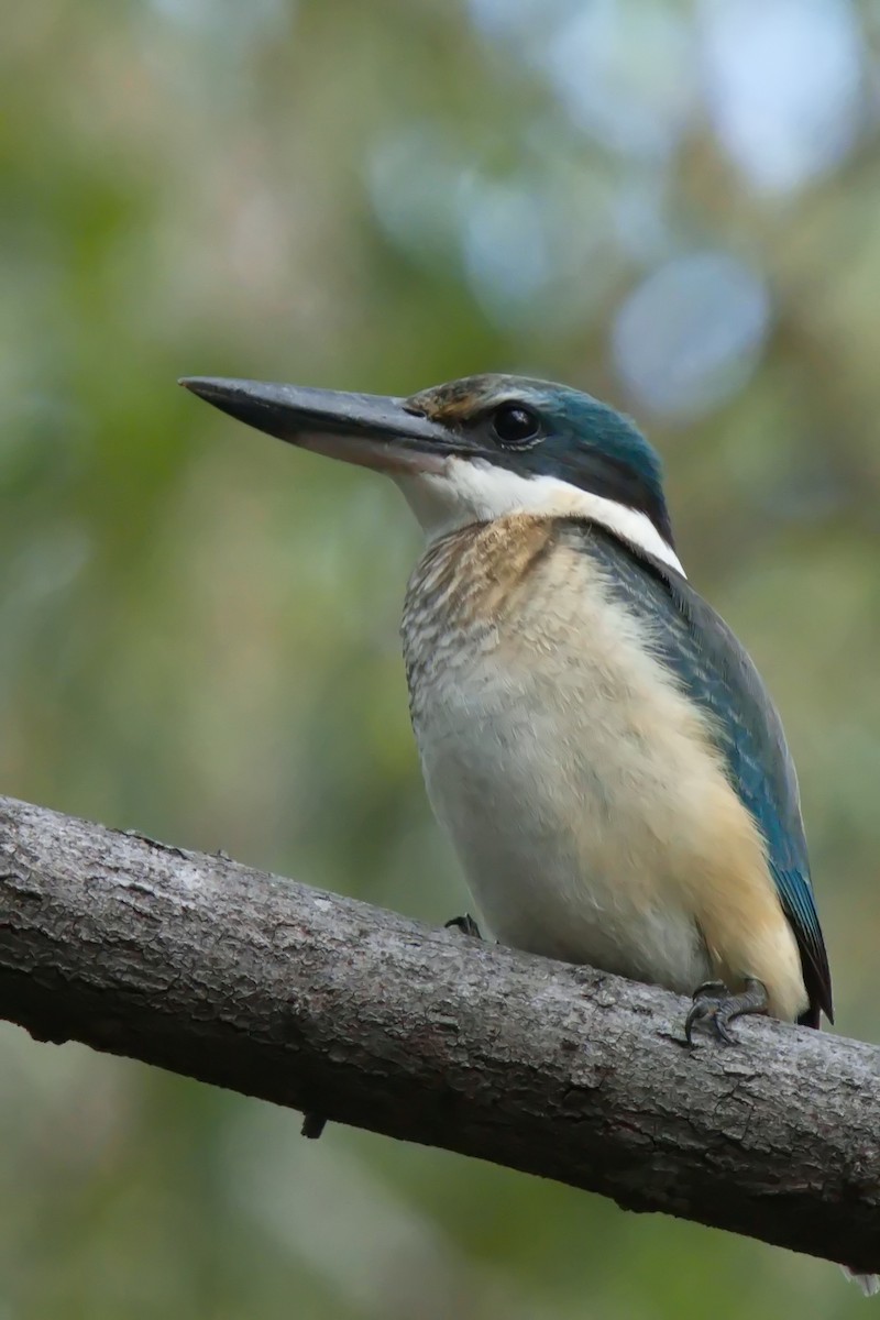 Sacred Kingfisher - ML632181990