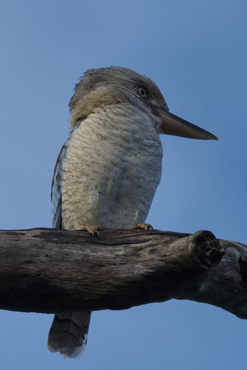 Blue-winged Kookaburra - ML632181995