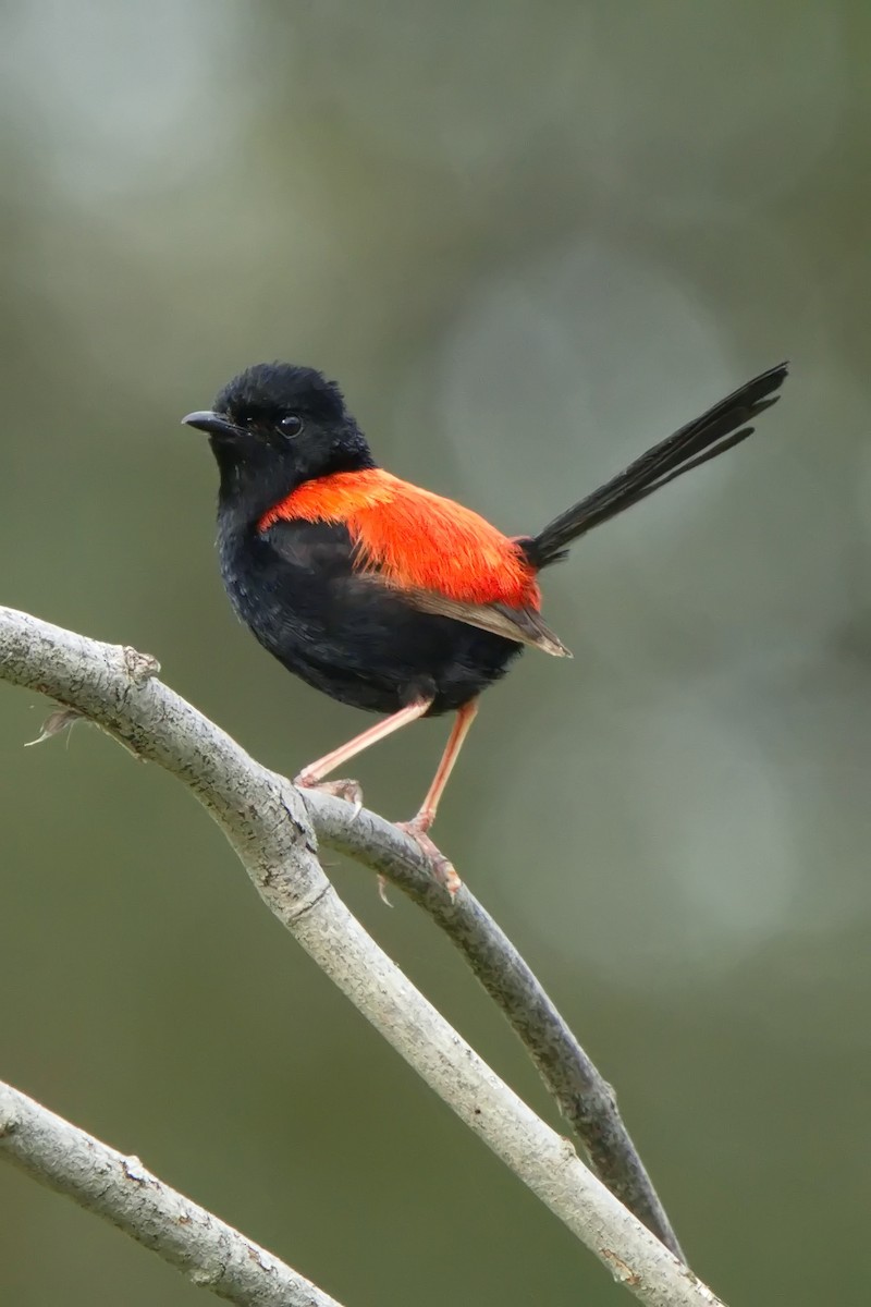 Red-backed Fairywren - ML632182018