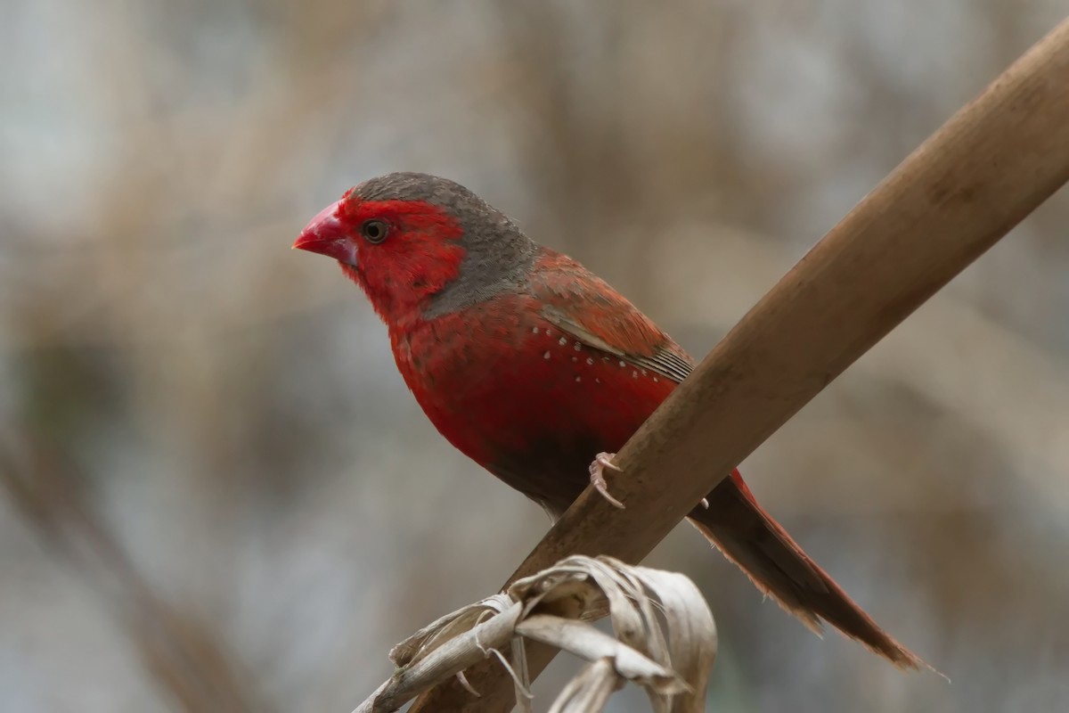 Crimson Finch - ML632182048
