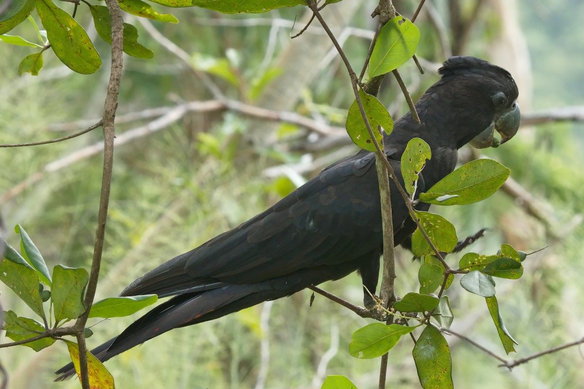 Red-tailed Black-Cockatoo - ML632182092