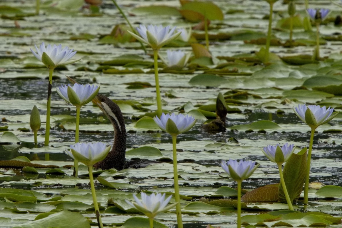 Australasian Darter - ML632182116