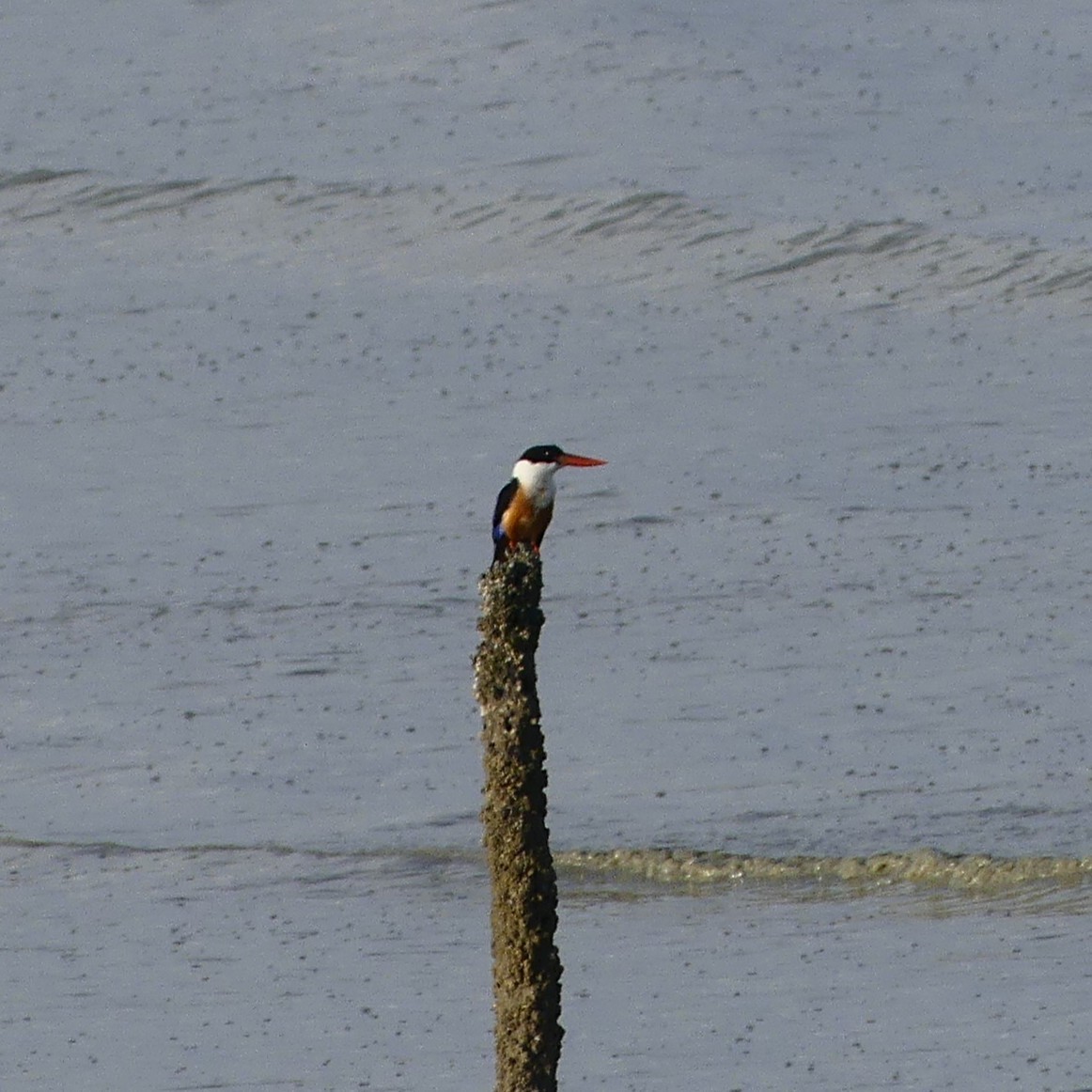 Black-capped Kingfisher - ML632182148