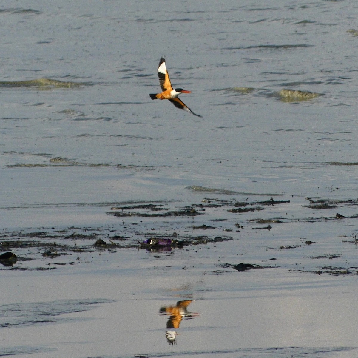 Black-capped Kingfisher - ML632182150