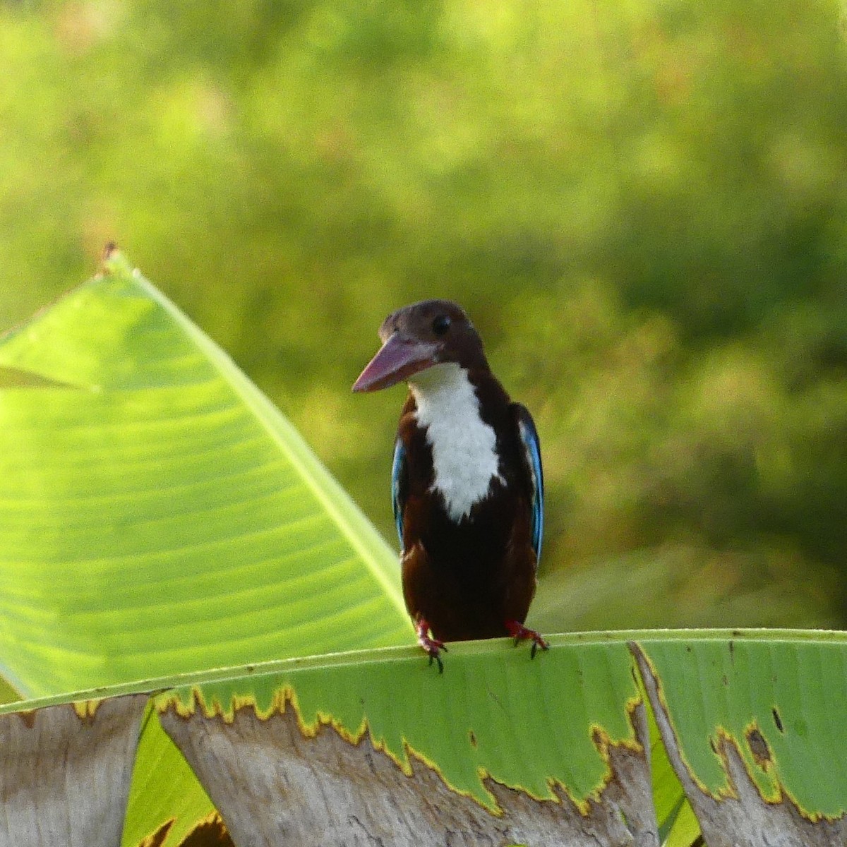 White-throated Kingfisher - ML632182157