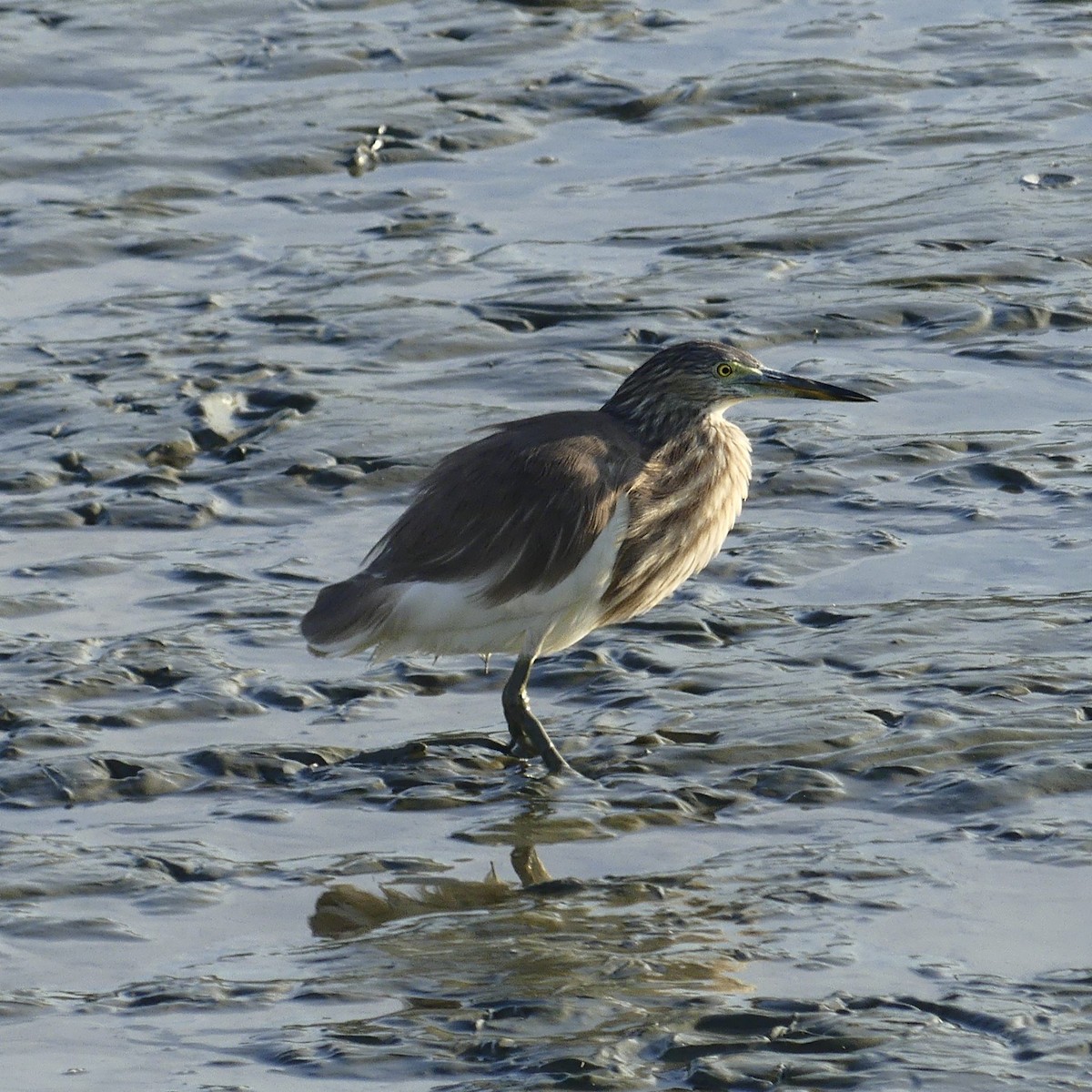 pond-heron sp. - ML632182158