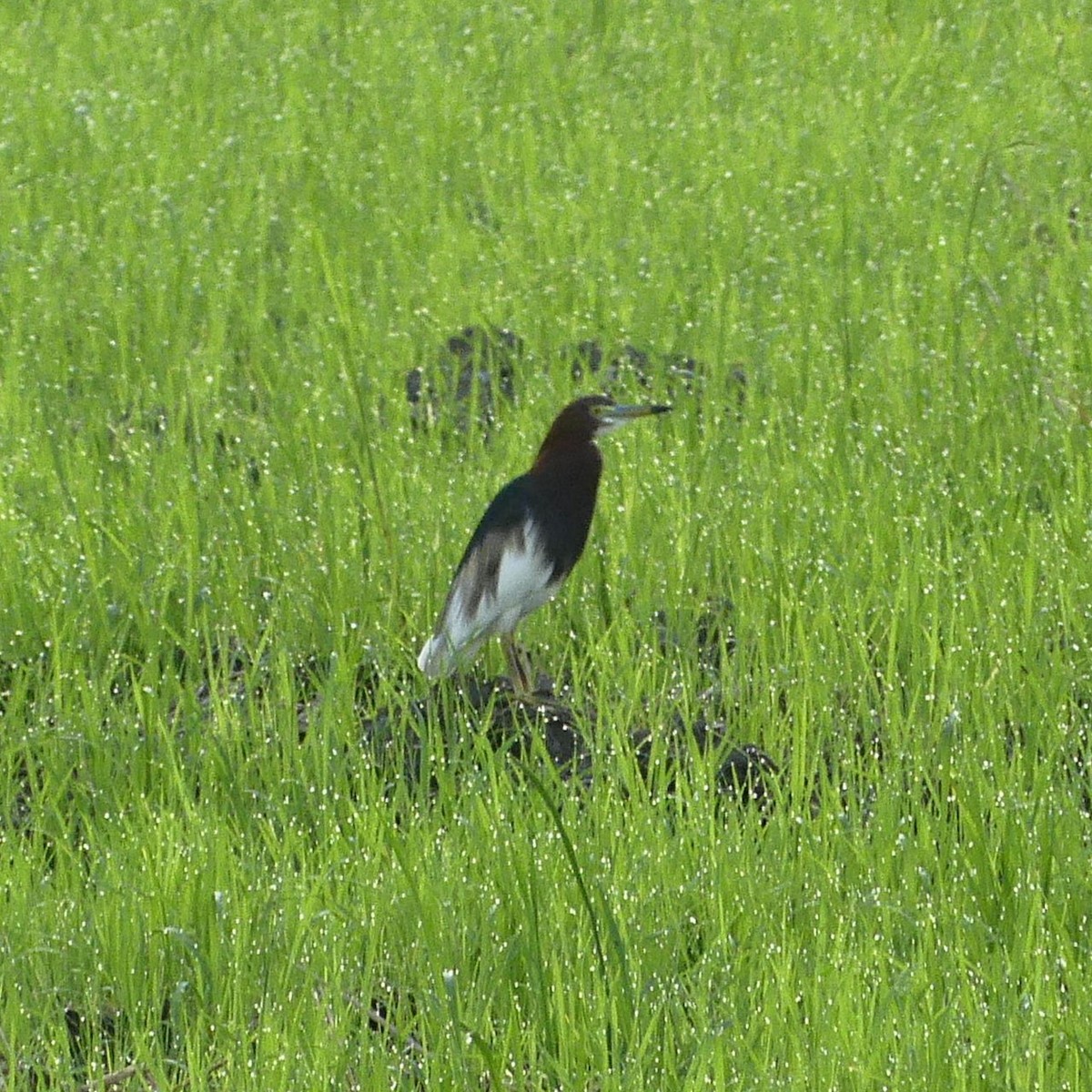 Chinese Pond-Heron - ML632182163