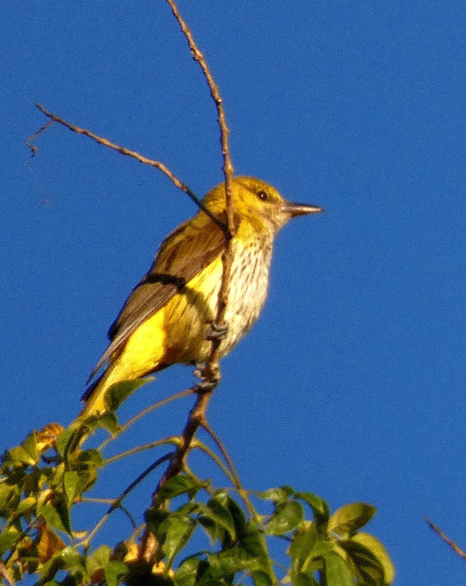 Indian Golden Oriole - ML632182255