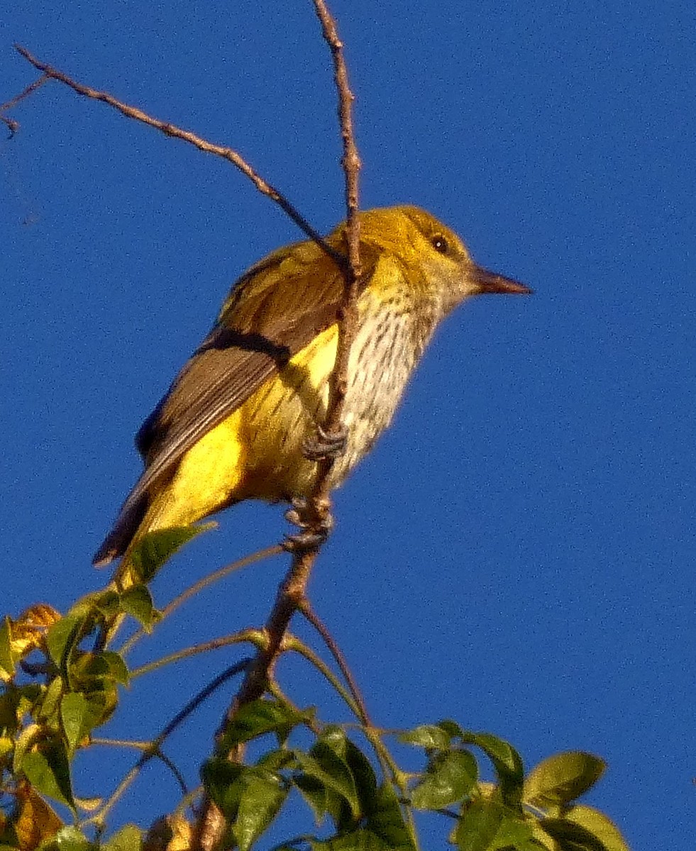 Indian Golden Oriole - ML632182256