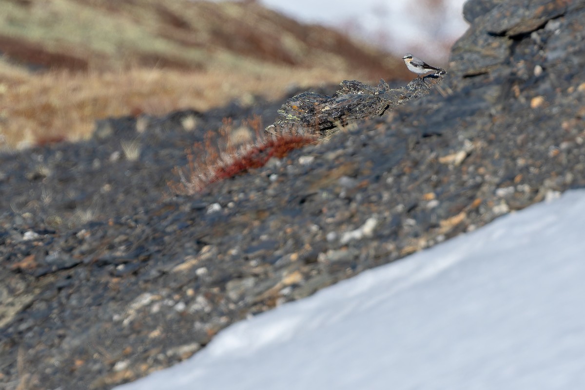 Northern Wheatear - ML632182553