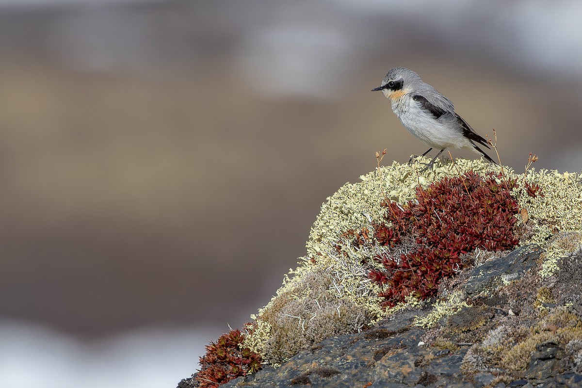 Northern Wheatear - ML632182560