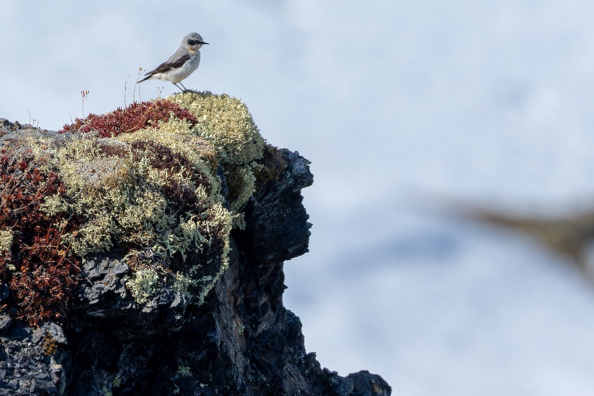 Northern Wheatear - ML632182561