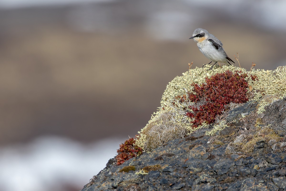 Northern Wheatear - ML632182562