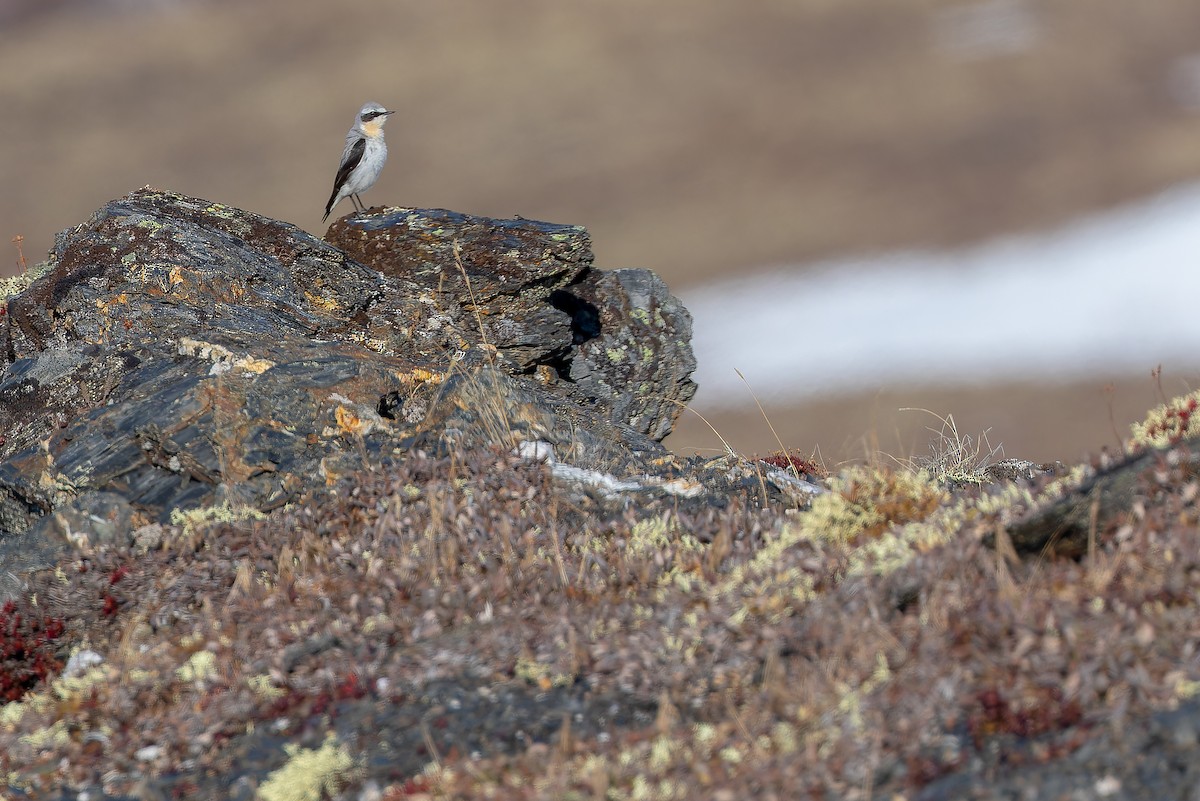 Northern Wheatear - ML632182563