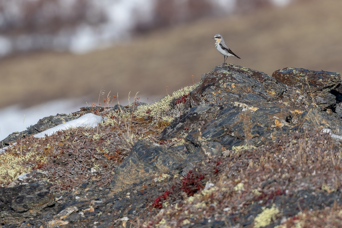 Northern Wheatear - ML632182564