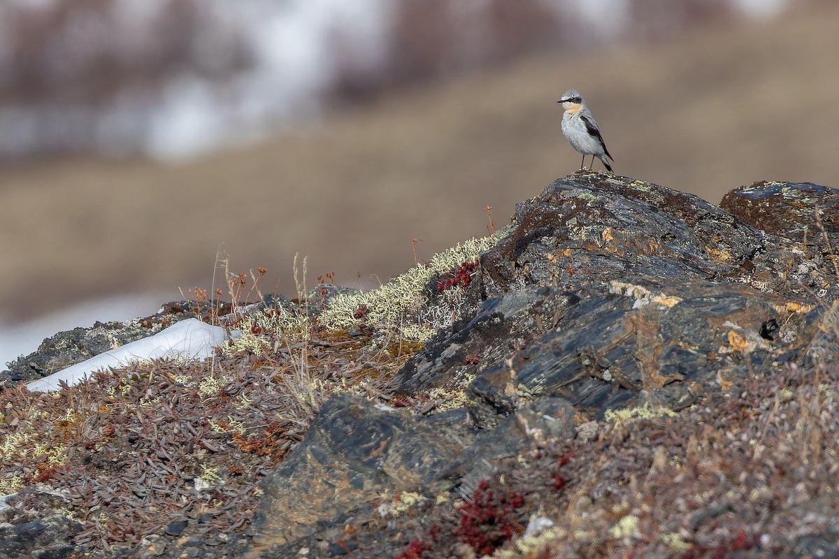 Northern Wheatear - ML632182565
