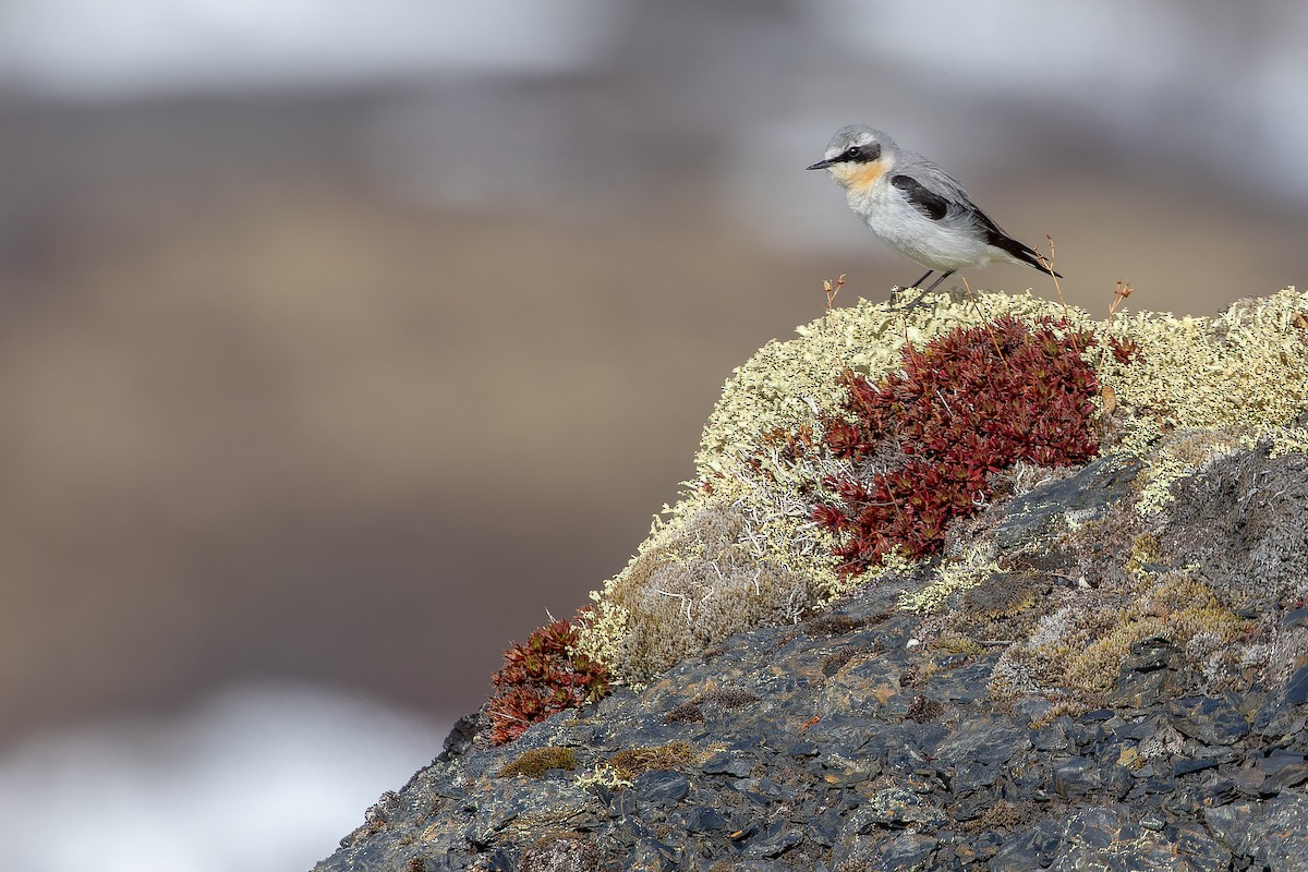 Northern Wheatear - ML632182566