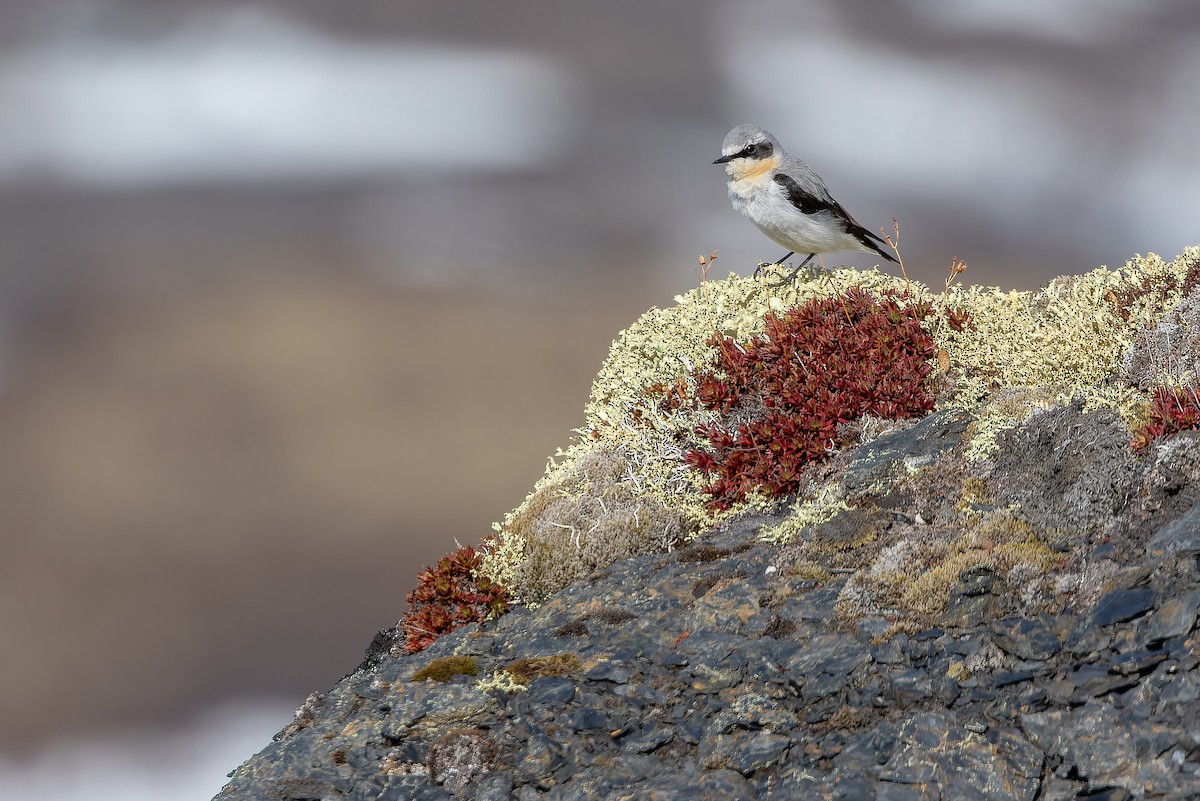 Northern Wheatear - ML632182567