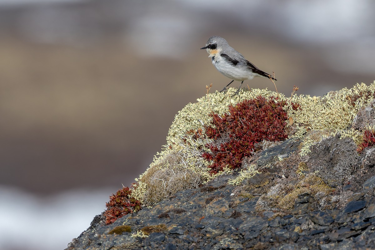 Northern Wheatear - ML632182568