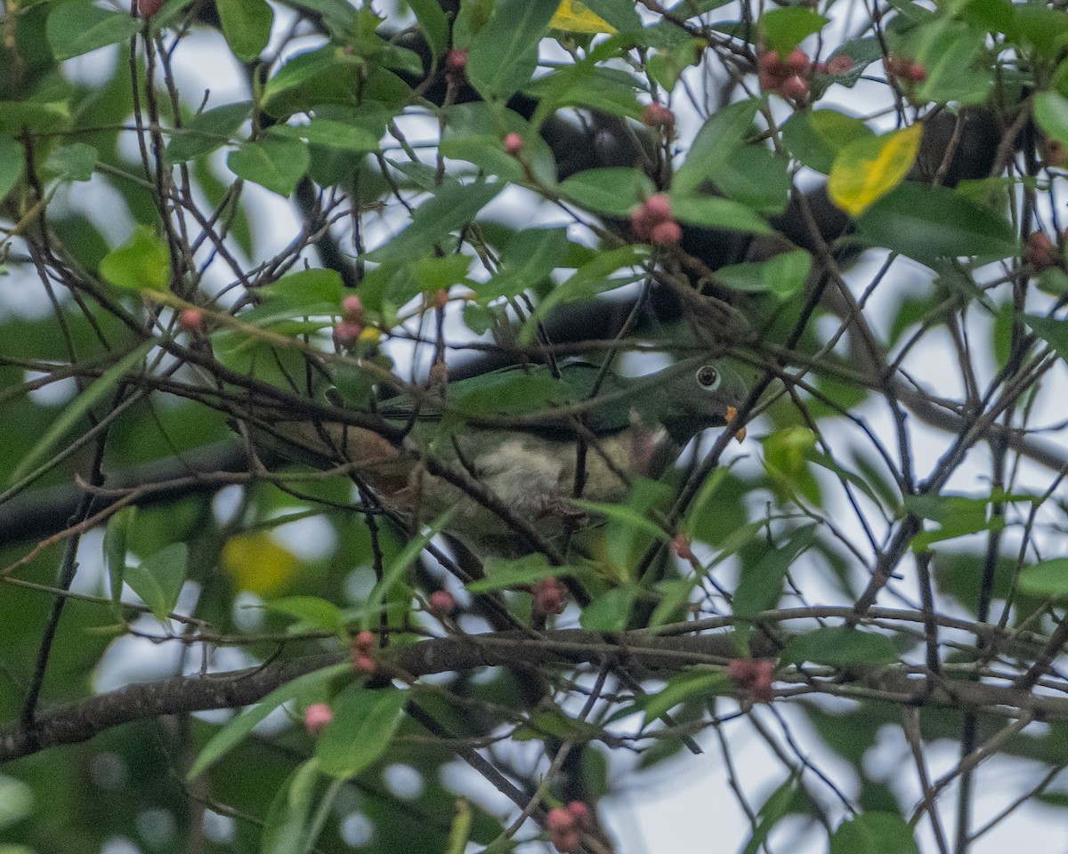 Jambu Fruit-Dove - ML632182569