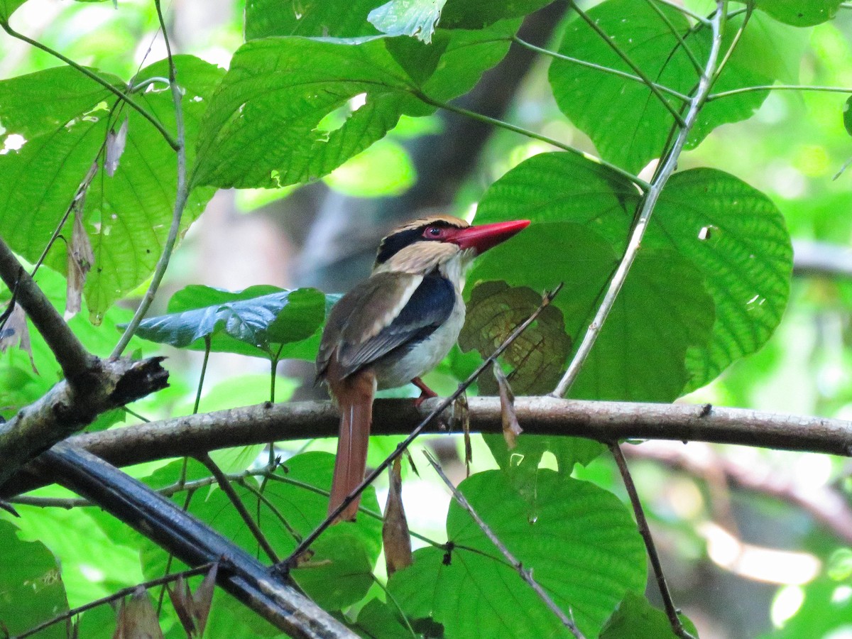 Sulawesi Lilac Kingfisher - ML632182586