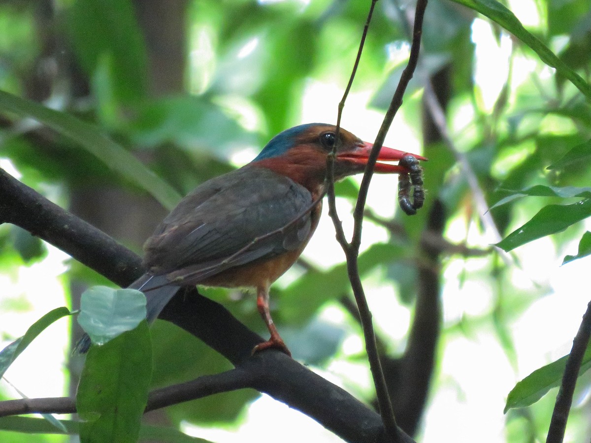 Green-backed Kingfisher (Blue-headed) - ML632182593