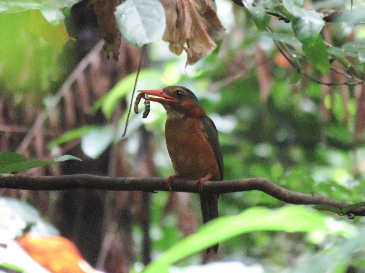 Green-backed Kingfisher (Blue-headed) - ML632182594