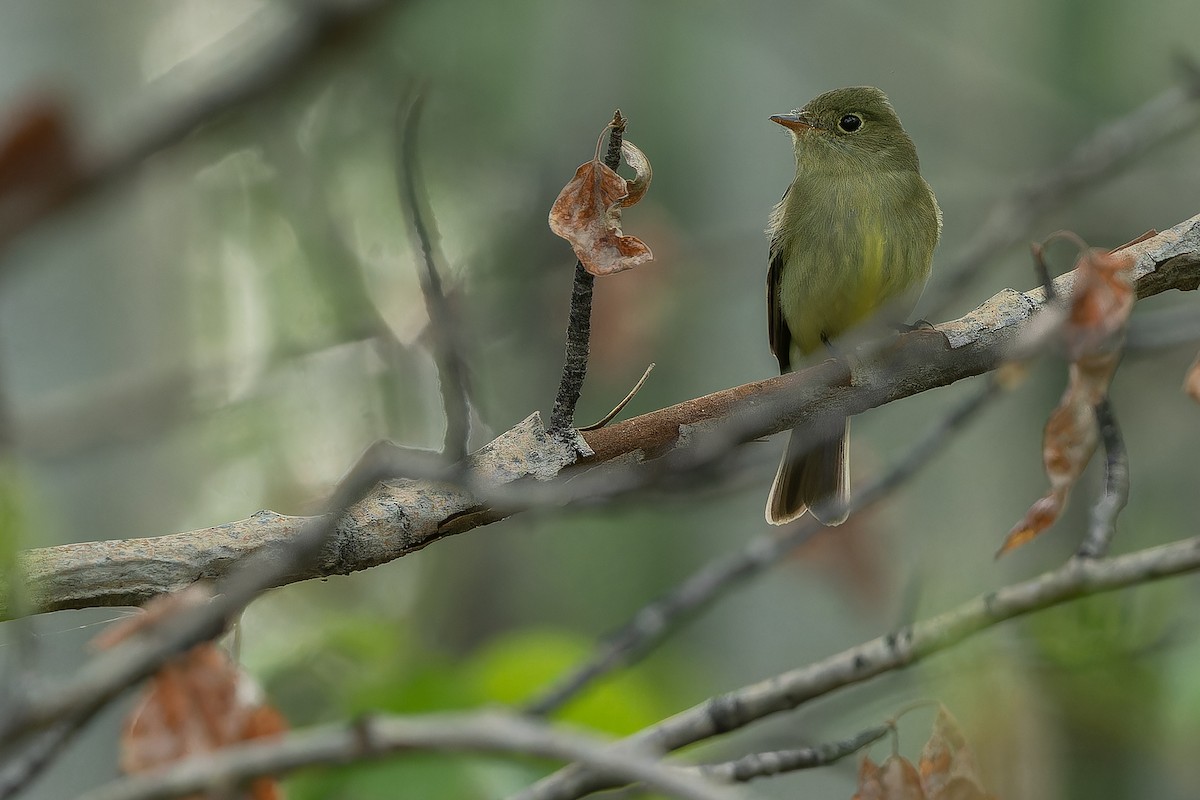Yellow-bellied Flycatcher - ML632182686