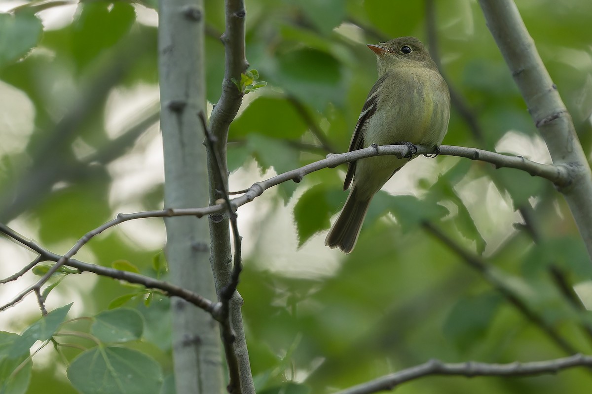 Yellow-bellied Flycatcher - ML632182687
