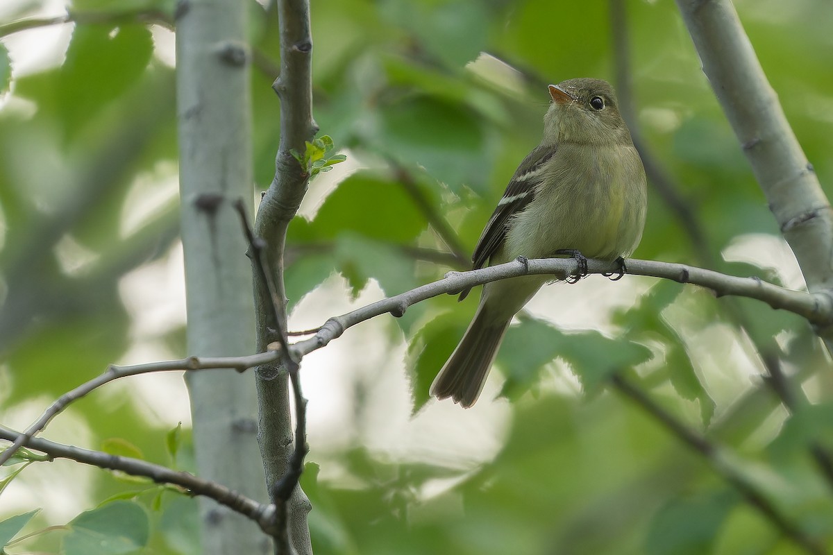 Yellow-bellied Flycatcher - ML632182688