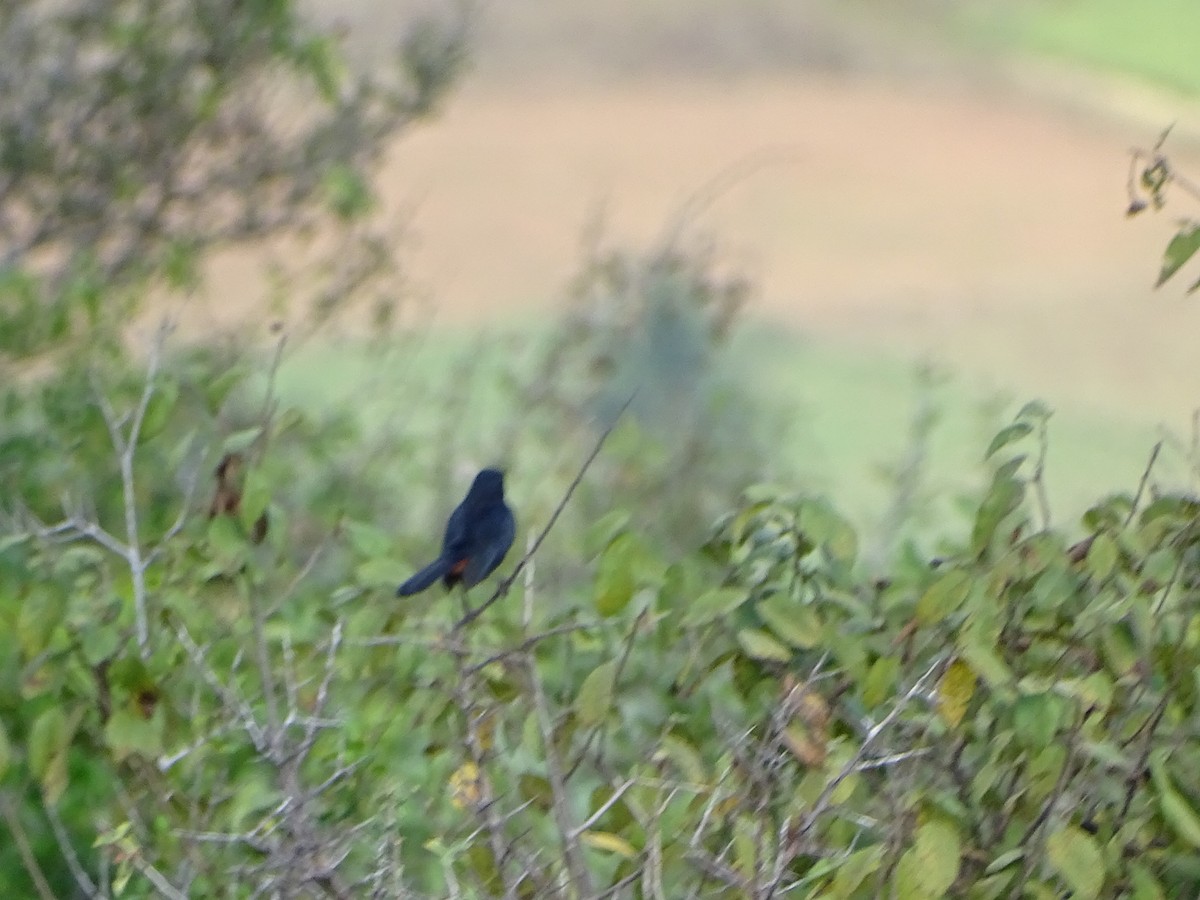 Indian Robin - ML632182723