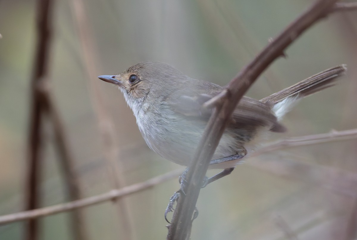 Fulvous-crowned Scrub-Tyrant - ML632182880