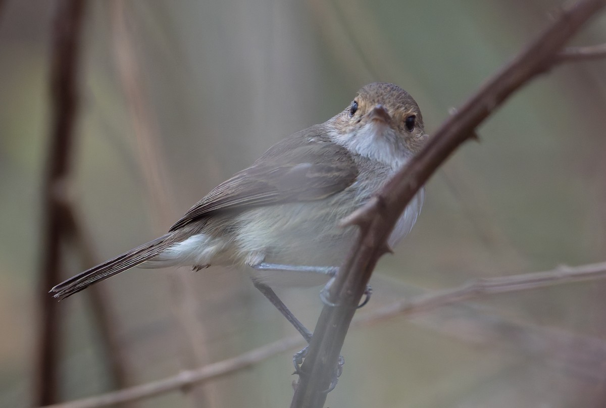 Fulvous-crowned Scrub-Tyrant - ML632182881