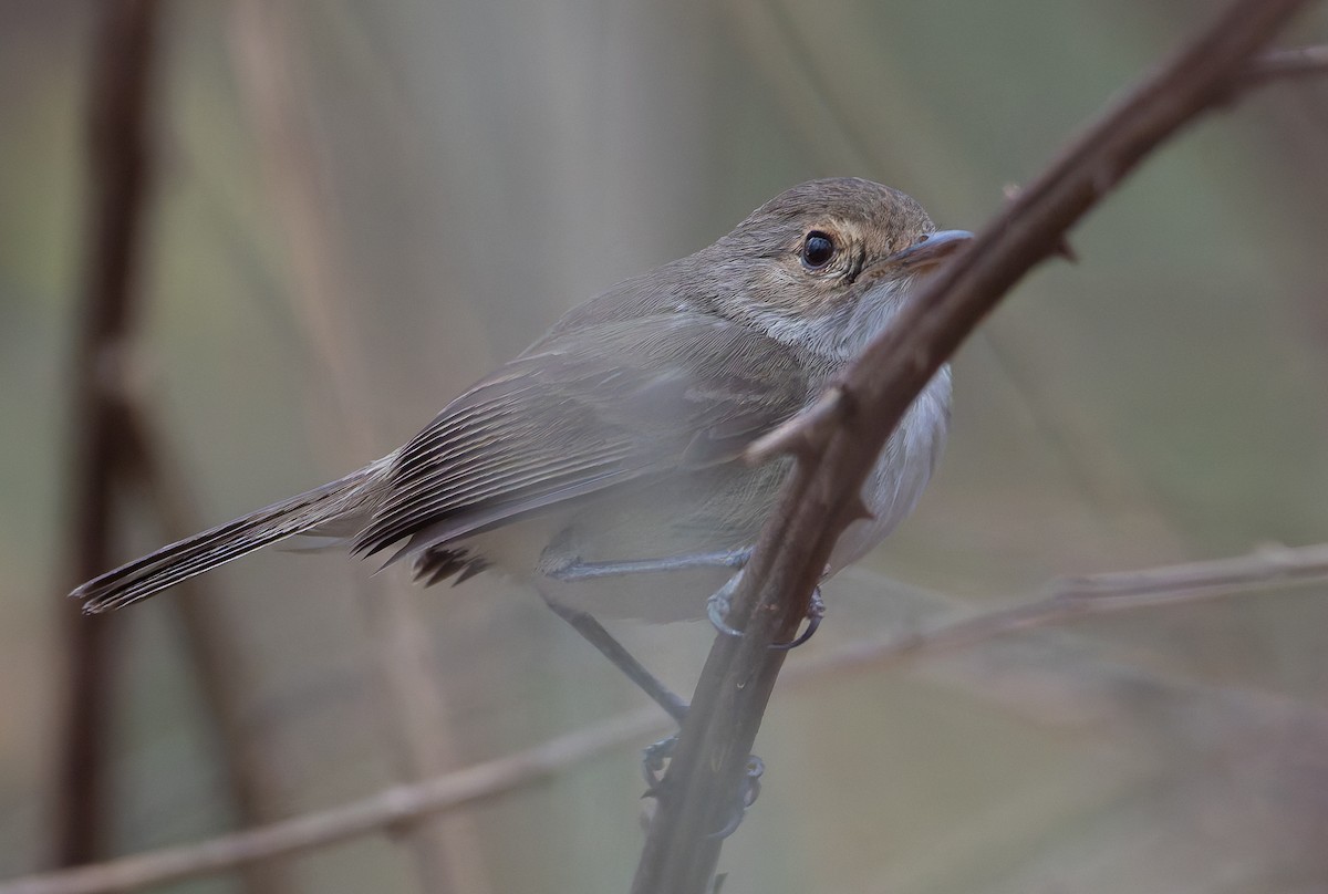 Fulvous-crowned Scrub-Tyrant - ML632182882