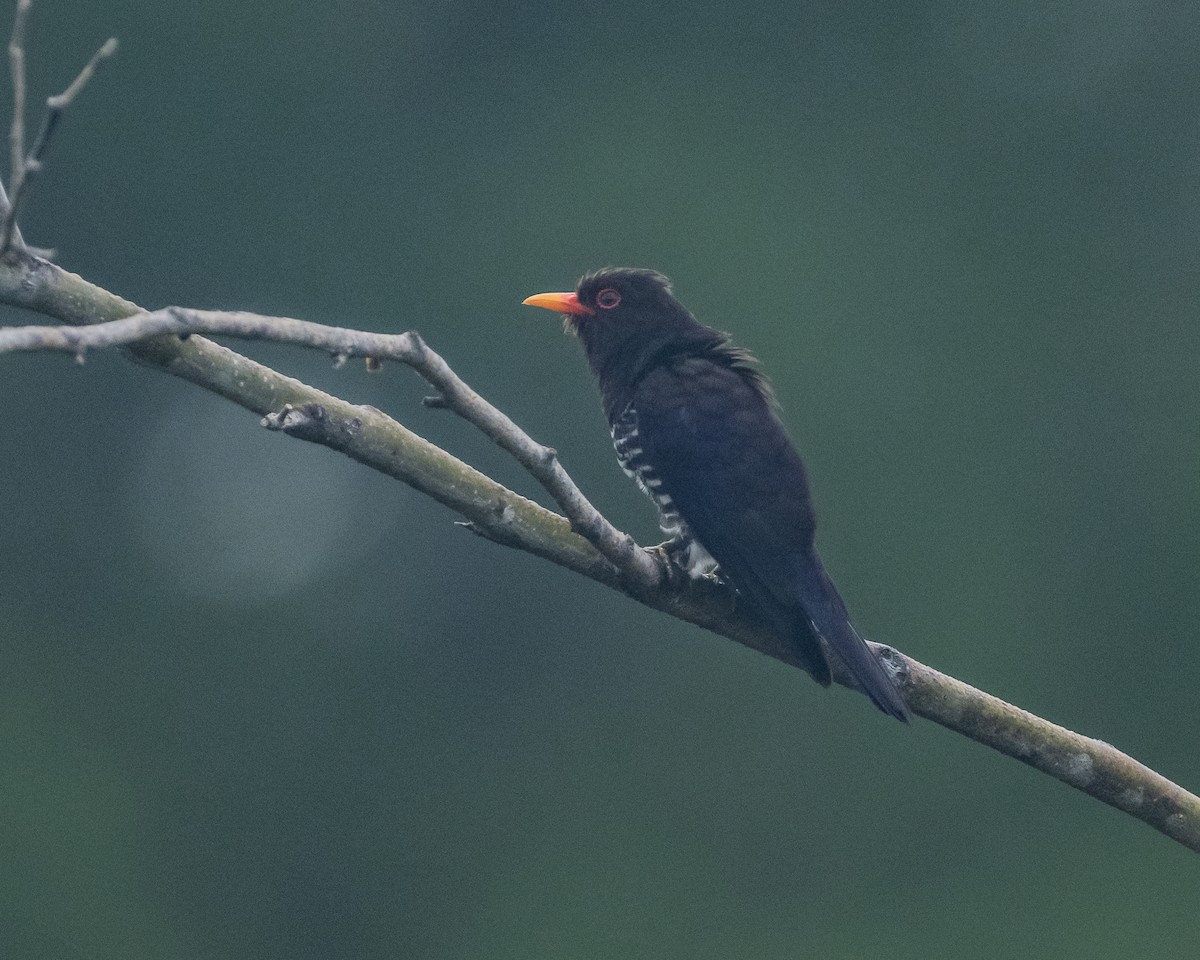 Violet Cuckoo - ML632182934
