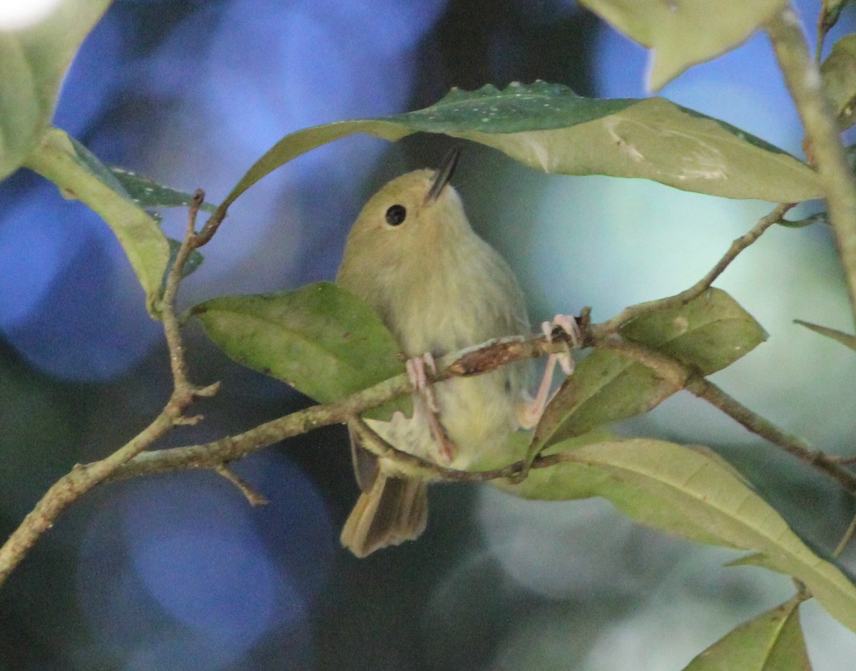 Large-billed Scrubwren - ML632183043