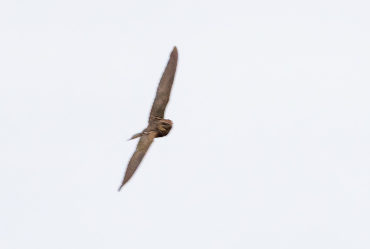 Bahian Nighthawk - ML632183047