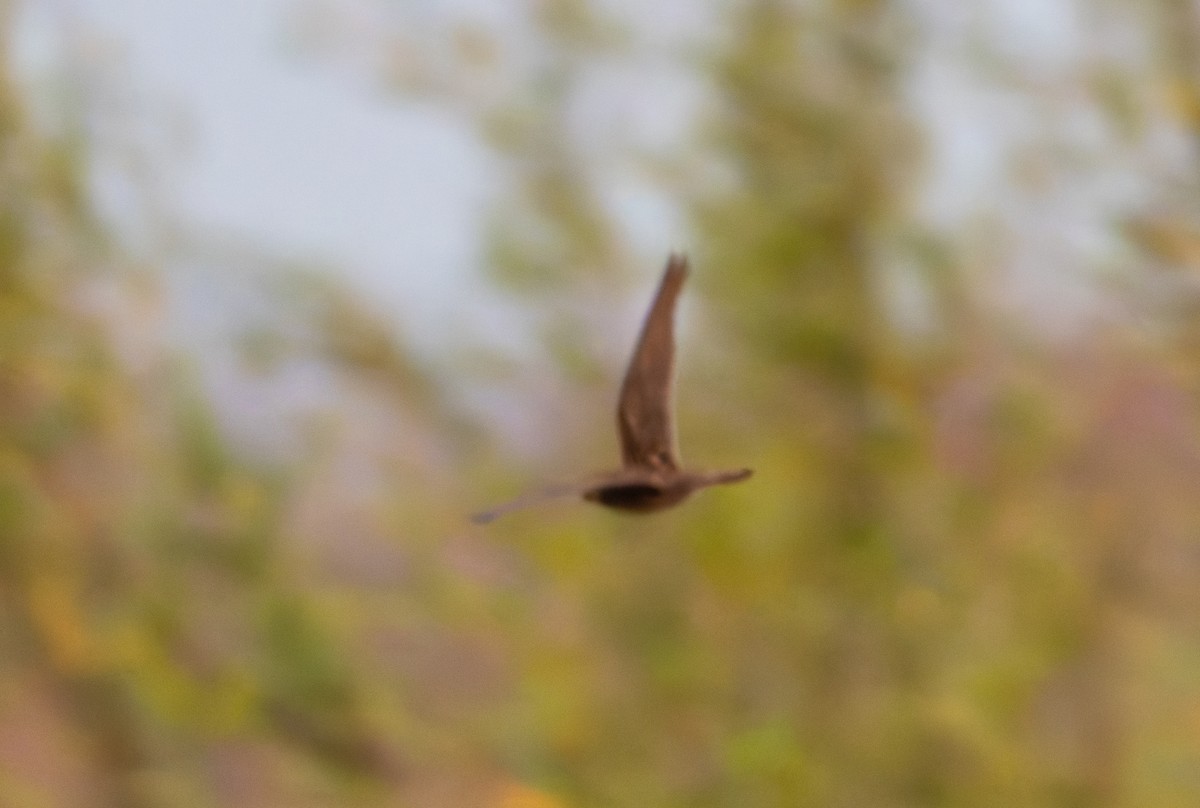 Bahian Nighthawk - ML632183049