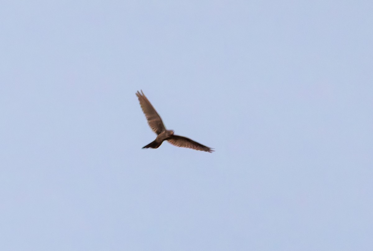 Bahian Nighthawk - ML632183050